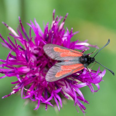Zygaena brizae (vřetenuška třeslicová), SK, Štôla