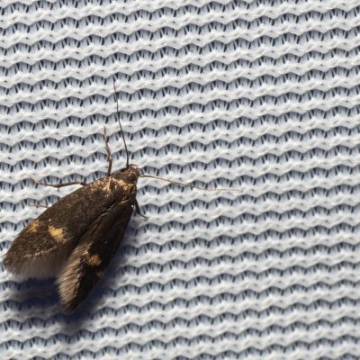 Borkhausenia minutella (-), Hády - Ruženin lom