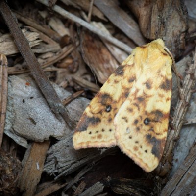 Xanthia icteritia (zlatokřídlec vrbový), PP Augšperský potok