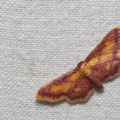 Idaea muricata (žlutokřídlec rudoskvrnný), pískovna u Mušlova