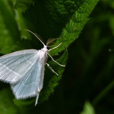 Jodis lactearia (zelenopláštník osikový), Kateřinská jeskyně