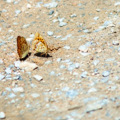 Argynnis adippe (perleťovec prostřední), Podkomorské lesy
