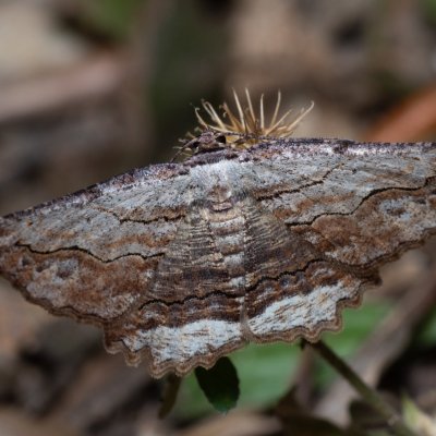 Menophra abruptaria (-), GR, Myrtidion monastery, Korfu