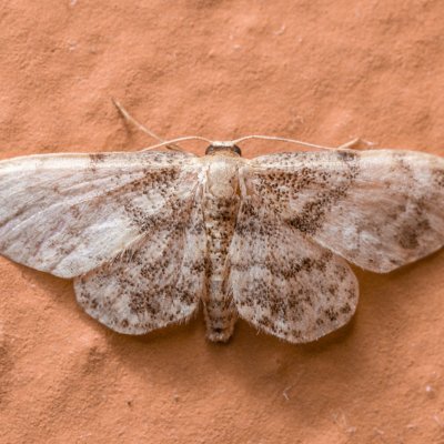 Idaea inquinata (žlutokřídlec senomilný), Žebětín