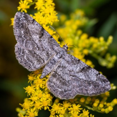 Peribatodes rhomboidaria (různorožec trnkový), PP Černice