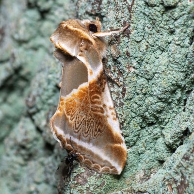 Habrosyne pyritoides (můřice bělopásná), Žebětín