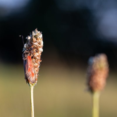 Zygaena punctum (vřetenuška čtverotečná), PR Kamenný vrch