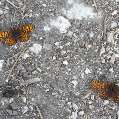 Melitaea trivia (hnědásek jižní), PR Svatý kopeček