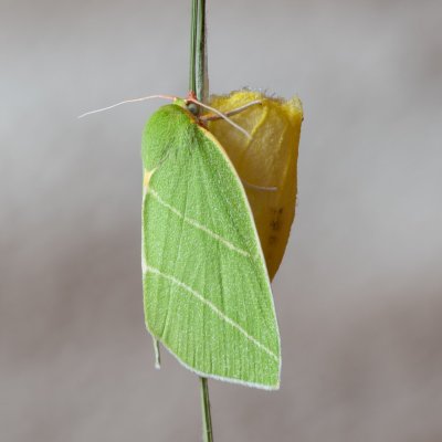Bena bicolorana (zeleněnka dubová), Žebětín