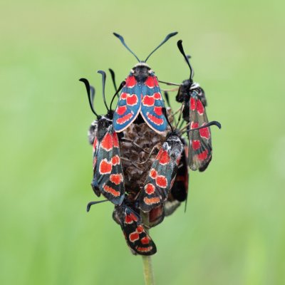 Zygaena carniolica (vřetenuška ligrusová), PR Kamenný vrch