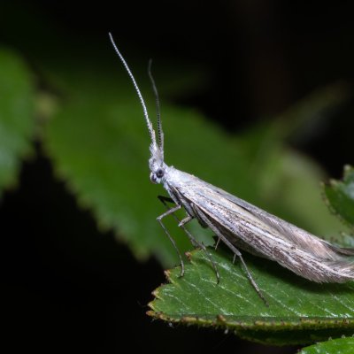 Coleophora sp., NPP Stránská skála