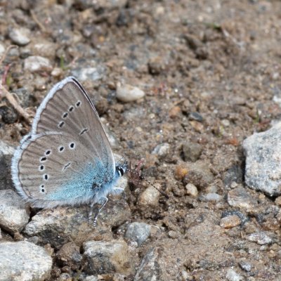 Cyaniris semiargus (modrásek lesní), IT, Jaufenpass, Jižní Tyrolsko