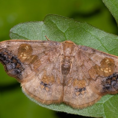 Sabra harpagula (srpokřídlec lipový), Hády