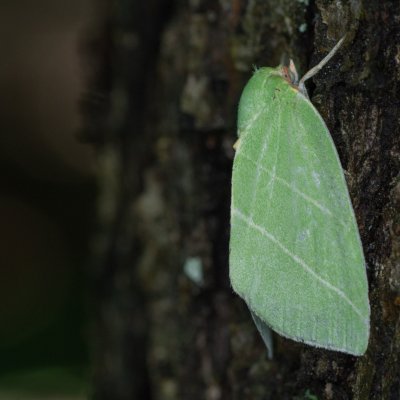 Bena bicolorana (zeleněnka dubová), Helenčina studánka