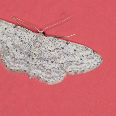 Scopula marginepunctata (vlnopásník tečkovaný), Žebětín