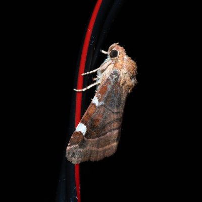 Cosmia diffinis (blýskavka jilmová), PR Svatý kopeček