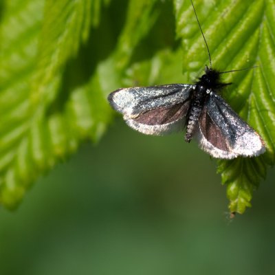 Adela reaumurella (adéla zelená), Hornek