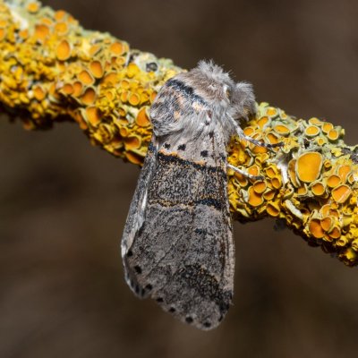Furcula furcula (hranostajník jívový), NPR Slanisko u Nesytu