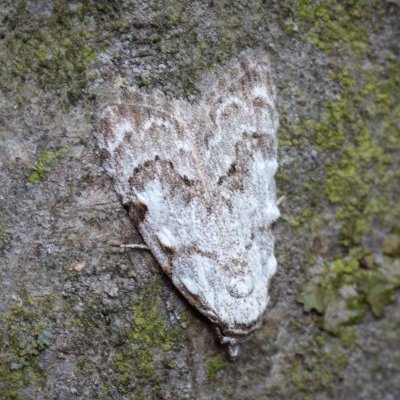 Nola confusalis (drobnuška brusnicová), PP Pekárna