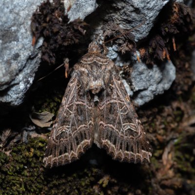 Sideridis reticulata (můra mydlicová), NPR Děvín