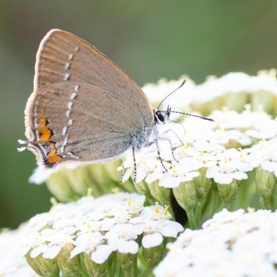 Satyrium acaciae (ostruháček kapinicový), Senorady
