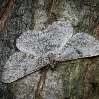 Hypomecis roboraria (různorožec dubový), Žebětín