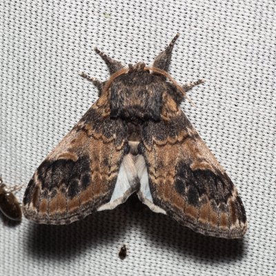 Notodonta tritophus (hřbetozubec topolový), Hrabětice