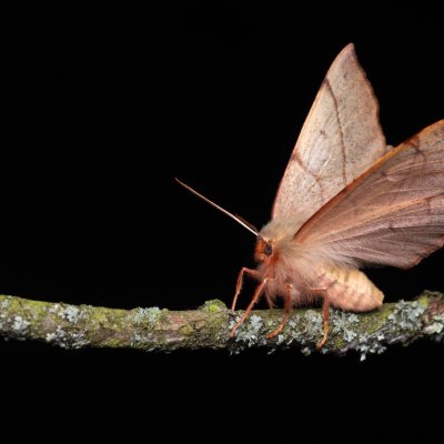Colotois pennaria (zejkovec pozdní), PP Na cvičišti