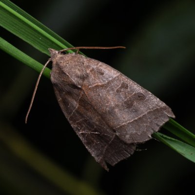 Ipimorpha retusa (blýskavka vrbová), PP Střelická bažinka