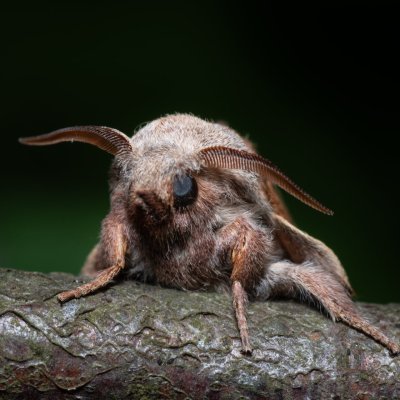 Phyllodesma tremulifolia (bourovec zejkovaný), PP Bobrava