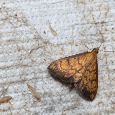 Ecpyrrhorrhoe rubiginalis (-), PP Bobrava