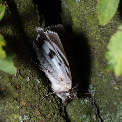 Catocala fraxini (stužkonoska modrá), Bratčice