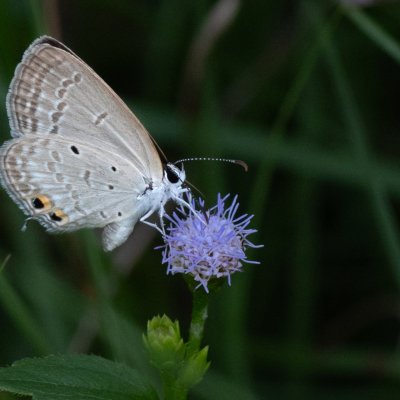 Euchrysops cnejus (-), TH, Railay
