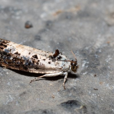 Hedya salicella (obaleč vrbový), Hády