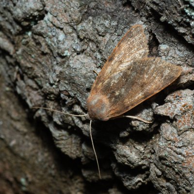 ?, Helenčina studánka