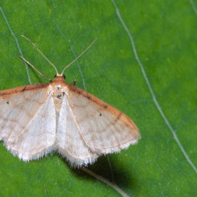 Idaea humiliata (žlutokřídlec červenočárný), Hády - lesní lom