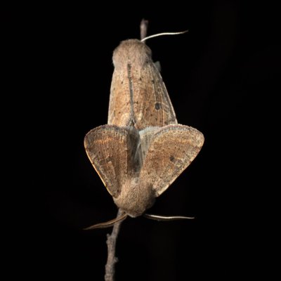 Orthosia cruda (jarnice menší), Žebětín
