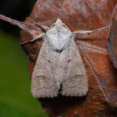 Ammoconia caecimacula (polnice šedá), PR Kamenný vrch