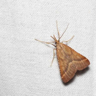 Synaphe punctalis (-), PR Svatý kopeček