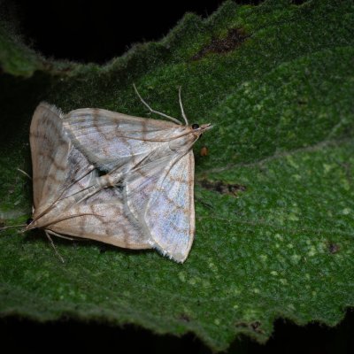 Paracorsia repandalis (-), Havranické vřesoviště