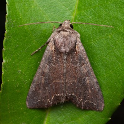 Lacanobia suasa (můra zahradní), NPP Váté písky