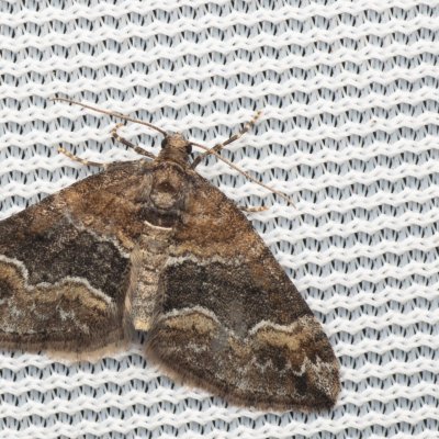 Perizoma bifaciata (píďalka zahořanková), PP Na cvičišti