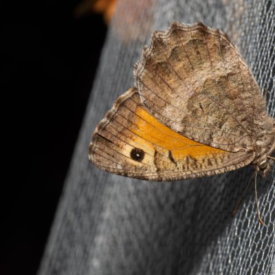 Arethusana arethusa (okáč kostřavový), PP Na cvičišti