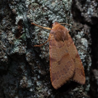 Agrochola helvola (polnice hnědá), Žebětín