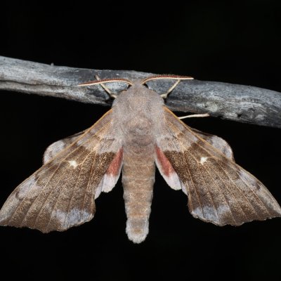 Laothoe populi (lišaj topolový), Hády - lesní lom