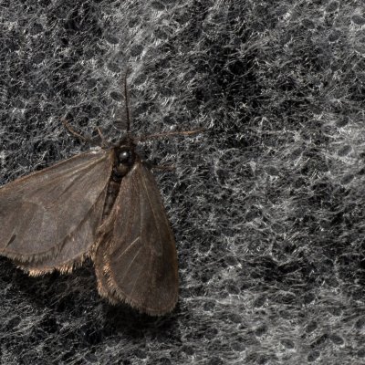 Psychidae sp., NPP Malhotky