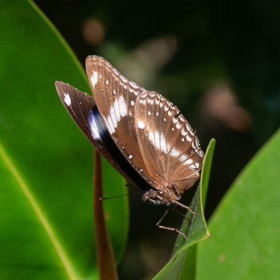 Hypolimnas bolina (-), TH, Krabi