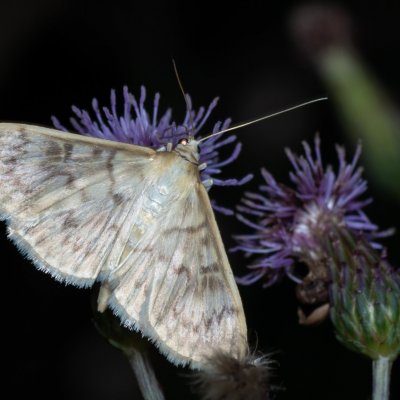 Pleuroptya ruralis (zavíječ kopřivový), Helenčina studánka