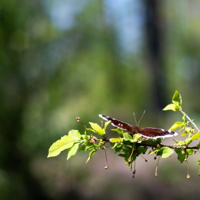 Nymphalis antiopa (babočka osiková), Kopaniny