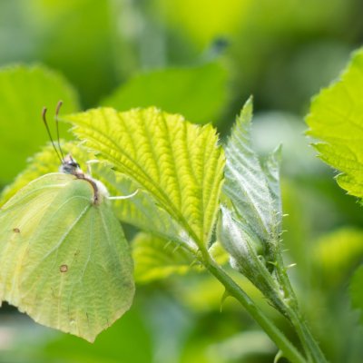 Gonepteryx rhamni (žluťásek řešetlákový), PR Biskoupský kopec